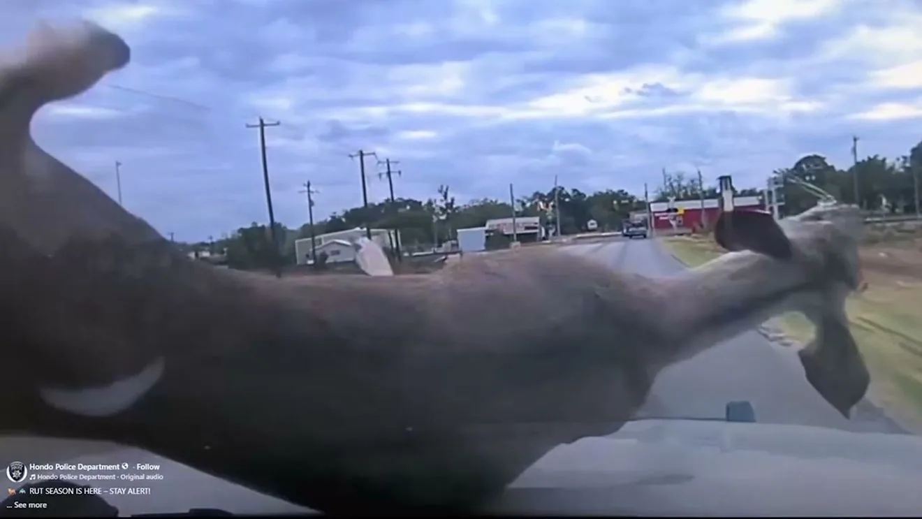 Police in Hondo Remind Drivers to Watch for Deer After One Crashes Through a Patrol Vehicle Windshield During Rutting Season