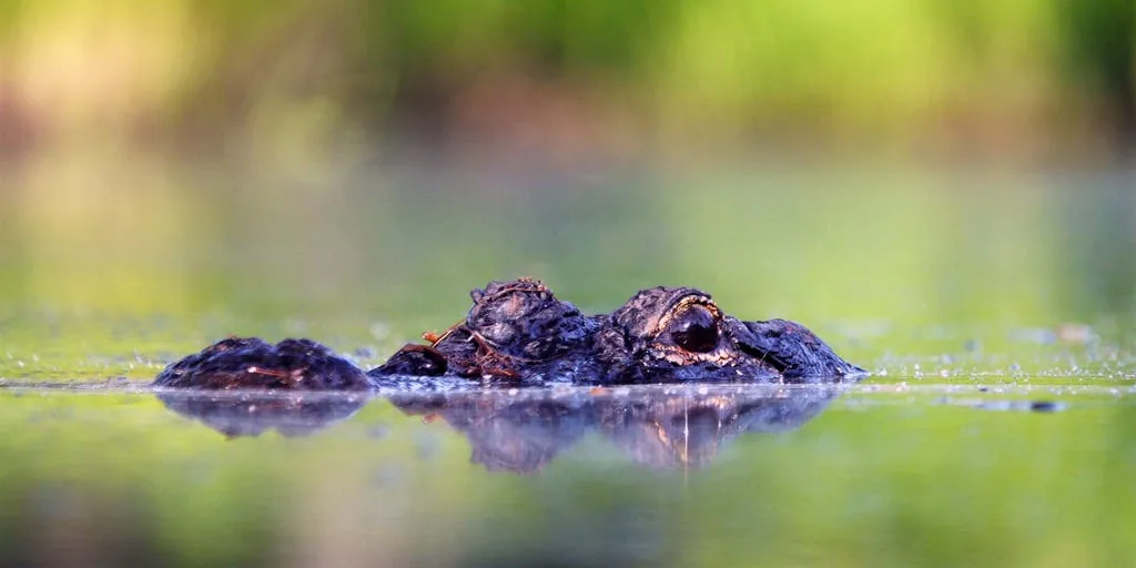 Florida Man Killed by 12-Foot Alligator While Fishing at Lake Apopka as Officials Warn the Lake Holds Many Gators